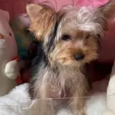 ヨークシャーテリア【富山県・男の子・2025年5月14日・スチールブルータン1】の写真6