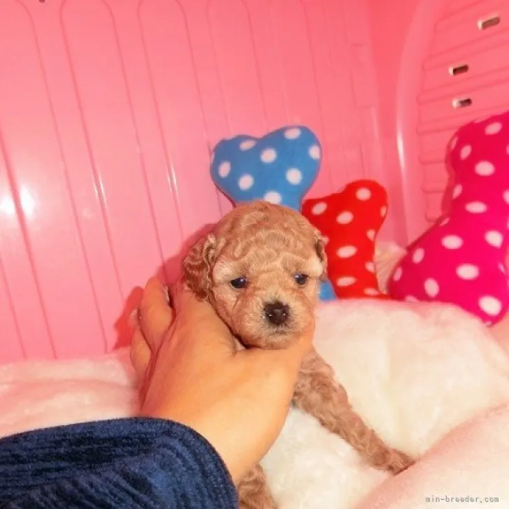 ID:2303-01420の子犬