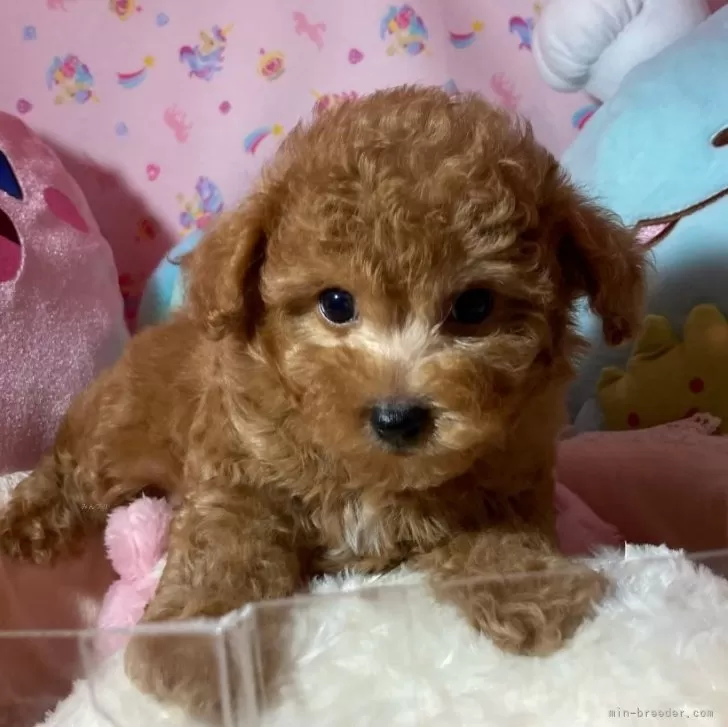 ID:2312-04695の子犬