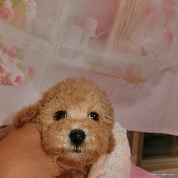 ID：2209-03461の子犬