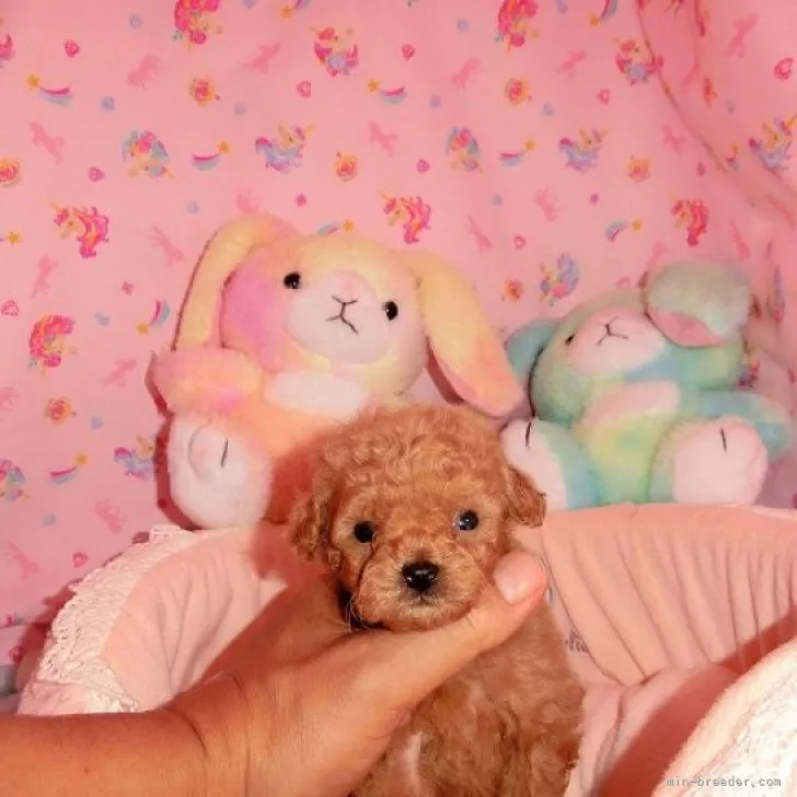 ID：2306-00315の子犬