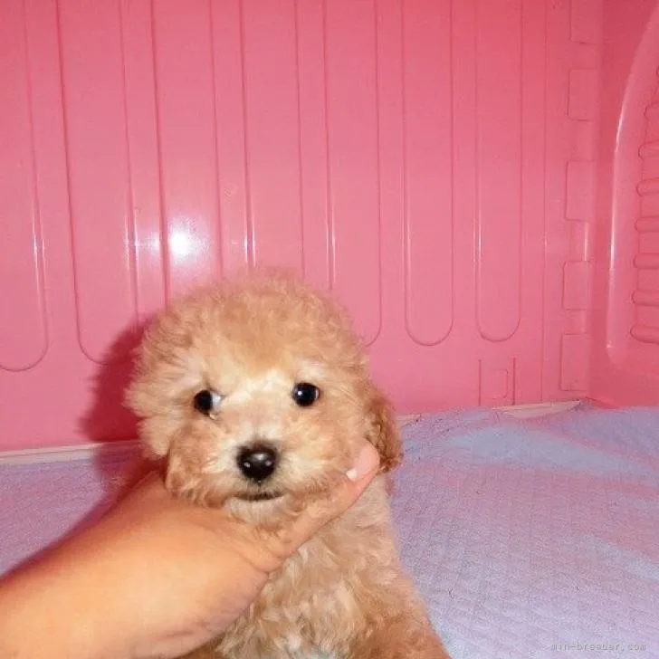 ID：2209-03458の子犬