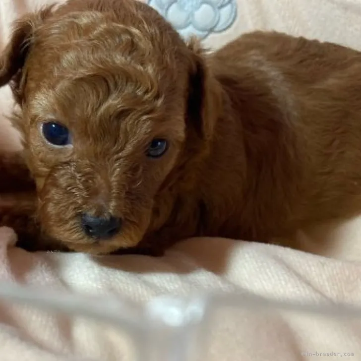 ID:2311-01984の子犬
