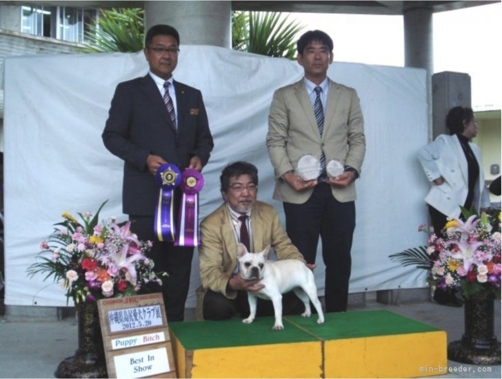 Puppy Best In Show｜嘉手苅　弘修(かでかる　こうしゅう)ブリーダー(沖縄県・フレンチブルドッグ・JKC登録)の紹介写真1