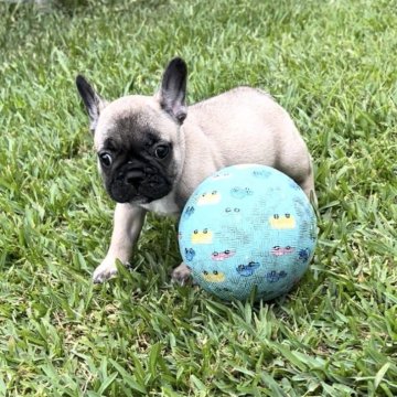 フレンチブルドッグ【沖縄県・女の子・2025年9月5日・フォーン】の写真「ぽっちゃりした可愛い女の子」