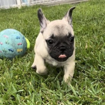 フレンチブルドッグ【沖縄県・女の子・2025年9月5日・フォーン】の写真「ムチムチした可愛い女の子」