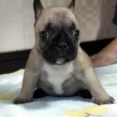 フレンチブルドッグ