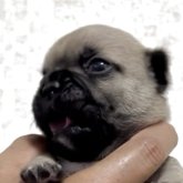 フレンチブルドッグ