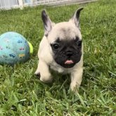 フレンチブルドッグ