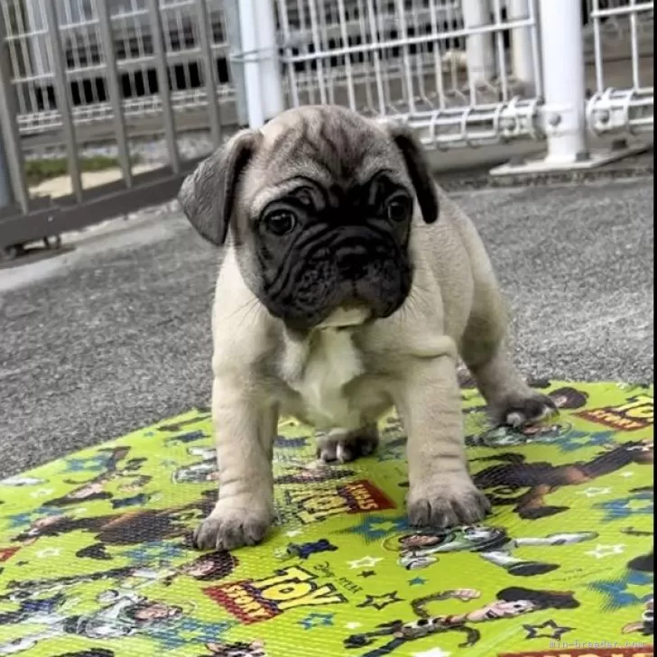 ID:2410-01152の子犬