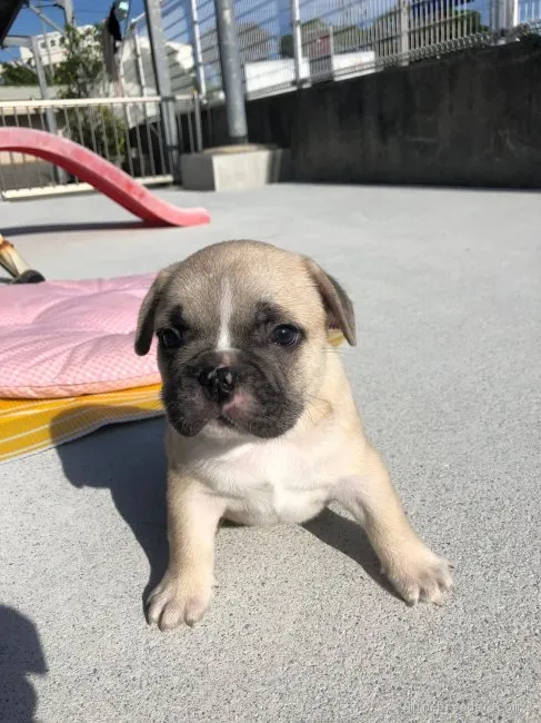 S.H 様のお迎えした子犬