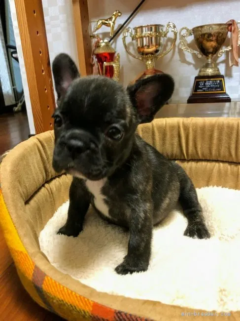 ID:2010-00253の子犬