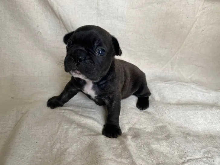 ID：2008-00833の子犬