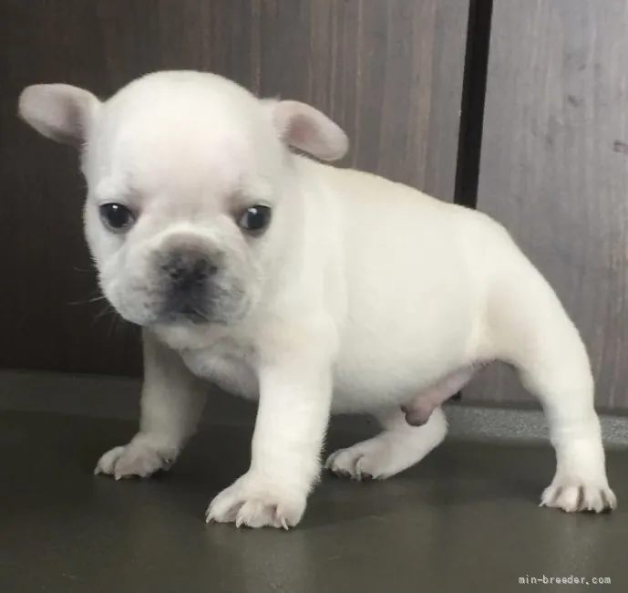 ID:2201-02964の子犬