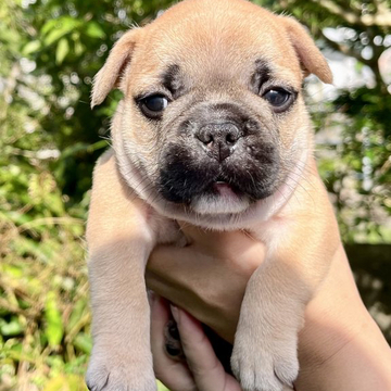 フレンチブルドッグ【沖縄県・女の子・2022年5月28日・フォーン】の写真「むちむちな可愛い女の子。」