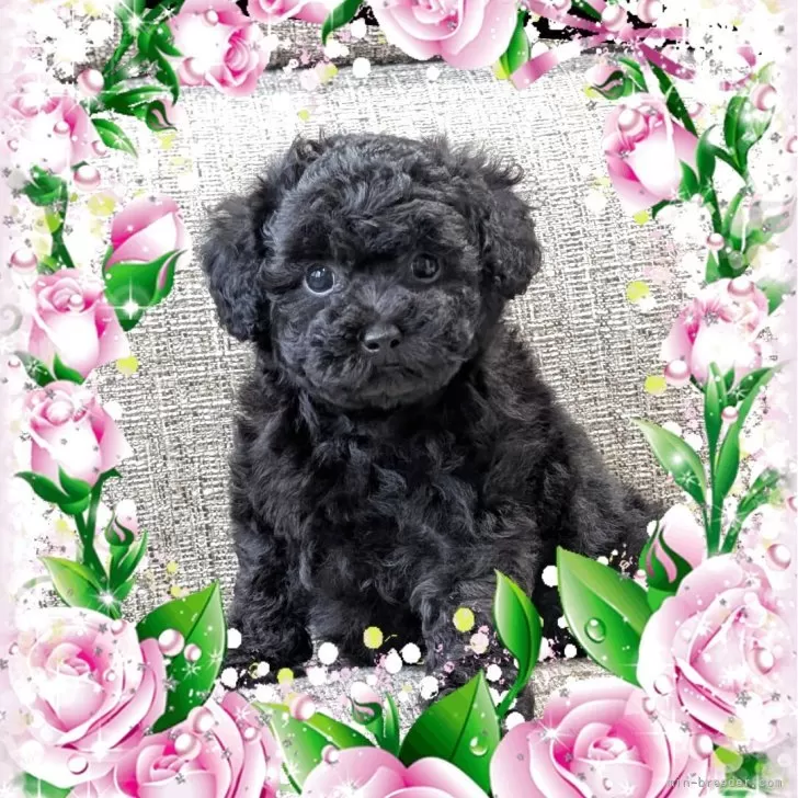 ID:2505-04401の子犬