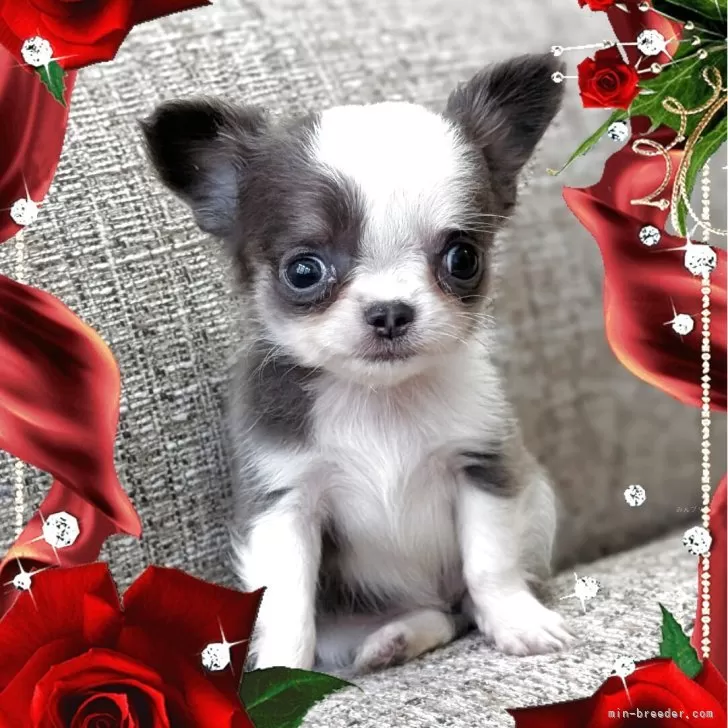 ID：2505-07056の子犬