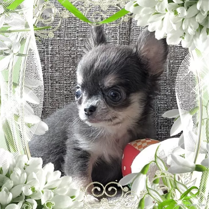 チワワ(ロング)【山口県・男の子・2025年9月20日・ブルー&amp;クリーム】の写真1