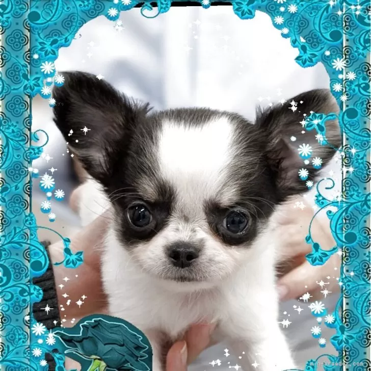 K.M 様のお迎えした子犬