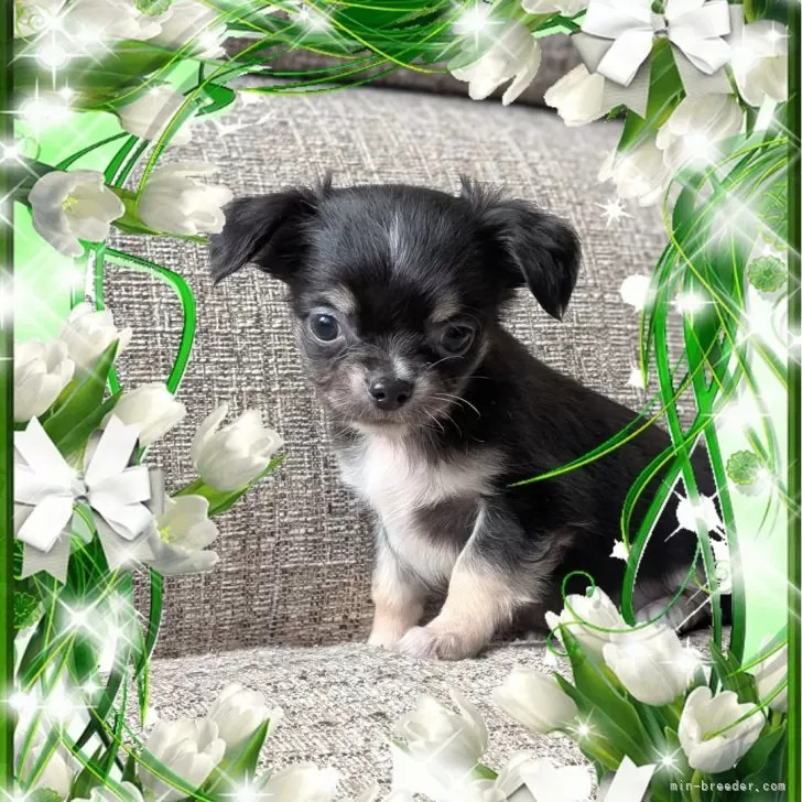 ID:2501-03099の子犬