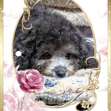 トイプードル(タイニー)【山口県・女の子・2025年4月10日・シルバー】の写真「とにかく可愛い💜」
