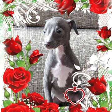 イタリアングレーハウンド【山口県・女の子・2025年10月25日・ブルー&ホワイト】の写真「兄妹の中では一番おチビさん💜」