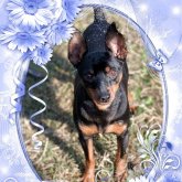 ミニチュアピンシャー