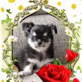 チワワ(ロング)