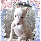 イタリアングレーハウンド