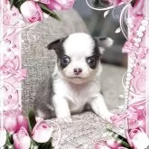 チワワ(ロング)