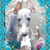 イタリアングレーハウンド