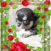 チワワ(ロング)【山口県・女の子・2025年9月20日・ブラック&クリーム】の写真2