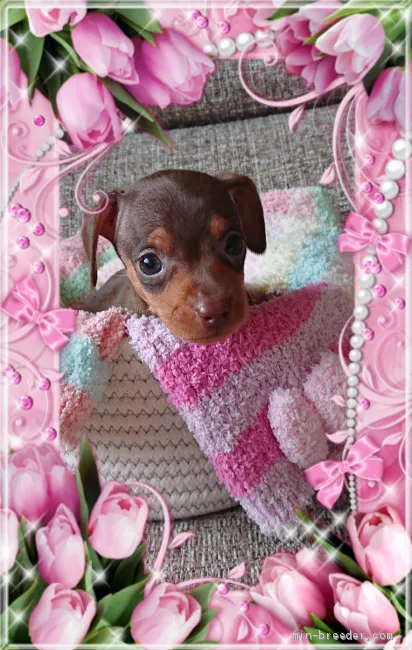 ID：2001-02995の子犬