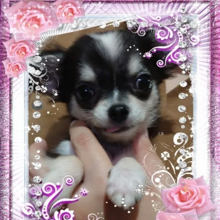 ID:2308-03058の子犬
