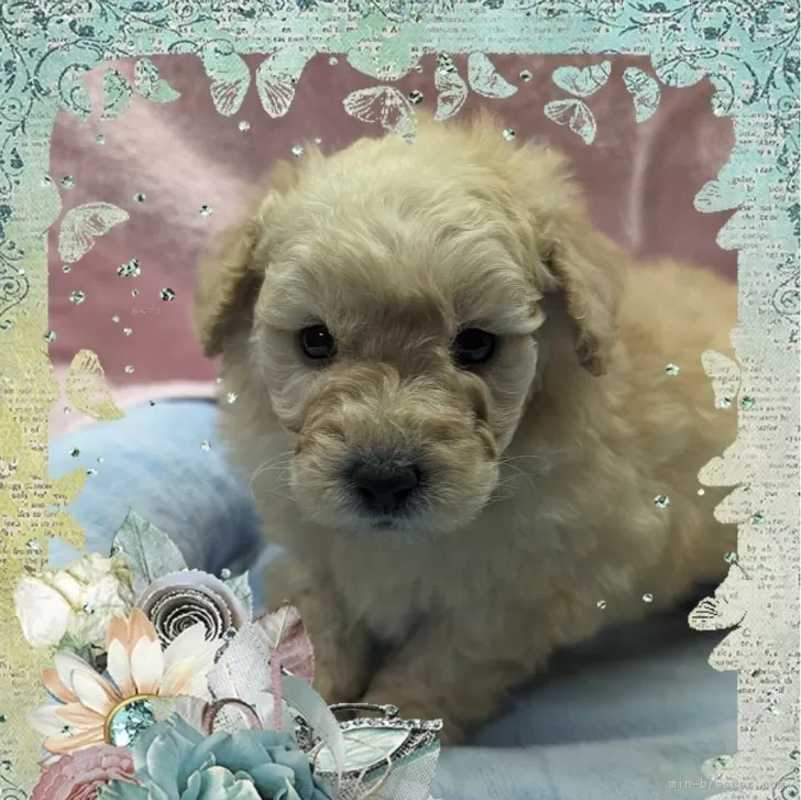 ID：2401-02466の子犬