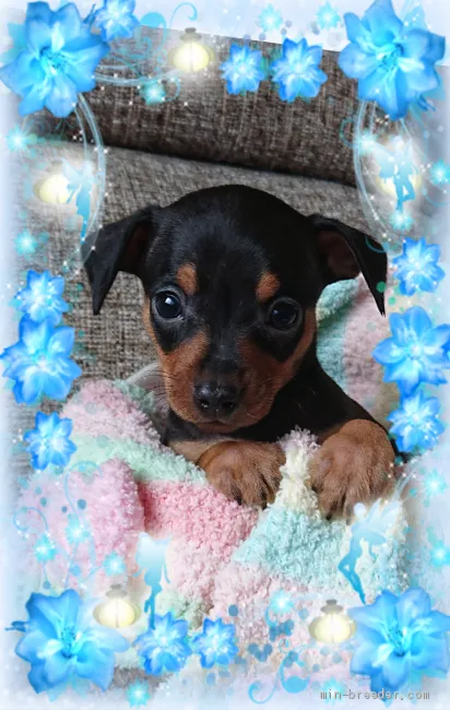 ID：2001-02998の子犬
