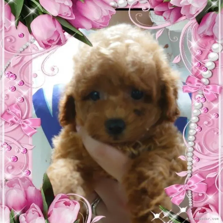 まさ 様のお迎えした子犬