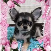 チワワ(ロング)【山口県・女の子・2024年7月11日・ブラック&クリーム】の写真1