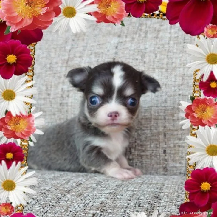 ID：2210-04532の子犬