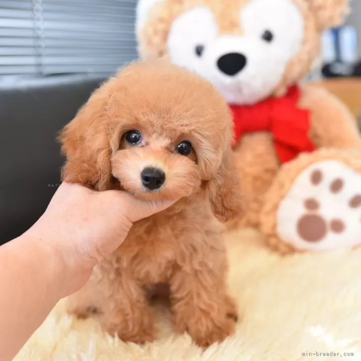 トイプードル(トイ)【茨城県・男の子・2025年7月29日・アプリコット】の写真1