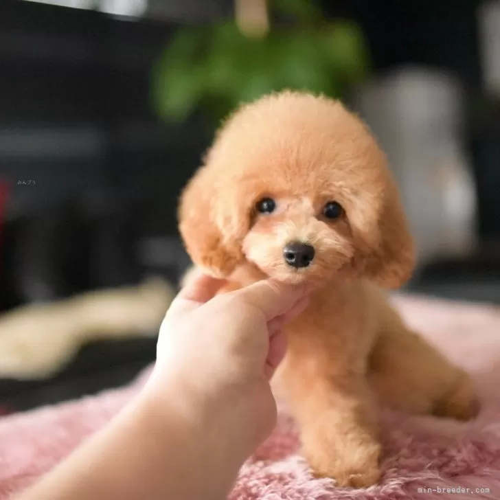 トイプードル(トイ)【茨城県・男の子・2025年7月29日・アプリコット】の写真1