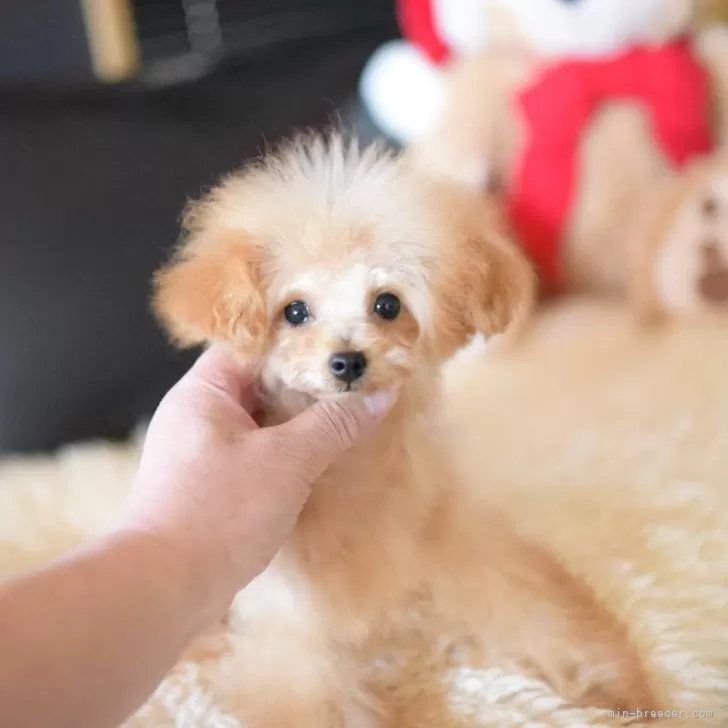 ティーカッププードル【茨城県・男の子・2025年7月18日・アプリコット】の写真1