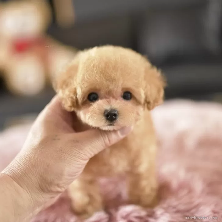 ID：2506-07893の子犬
