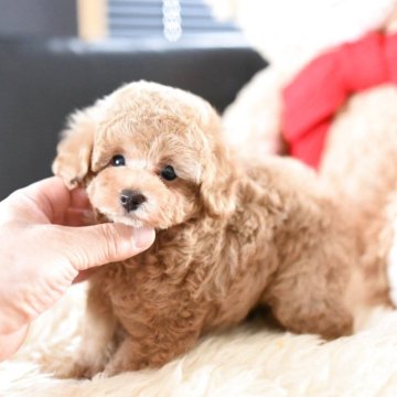タイニープードル【茨城県・男の子・2025年7月19日・アプリコット】の写真「秋が近づいてきましたね！」