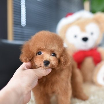 タイニープードル【茨城県・男の子・2025年7月29日・レッド】の写真「PayPay使えます　」