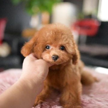トイプードル(タイニー)【茨城県・男の子・2025年7月29日・レッド(薄め)】の写真「ショッピングローン60回までOK（要審査）」