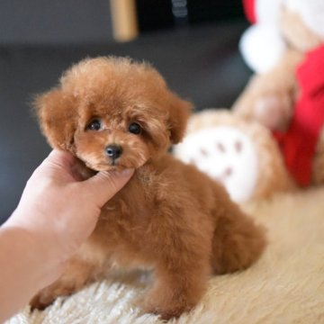 トイプードル(ティーカップ)【茨城県・男の子・2025年8月14日・レッド】の写真「お目目クリクリでイケメン君」