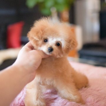 ティーカッププードル【茨城県・男の子・2025年7月18日・アプリコット】の写真「可愛いですよ！」