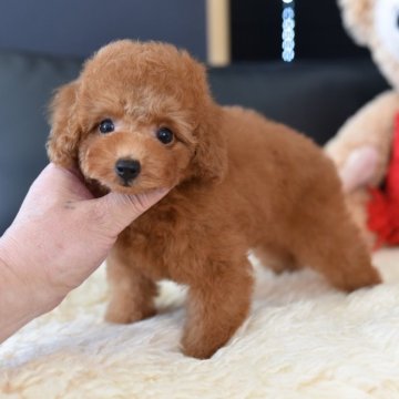 タイニープードル【茨城県・男の子・2025年7月29日・レッド】の写真「PayPay使えます　」