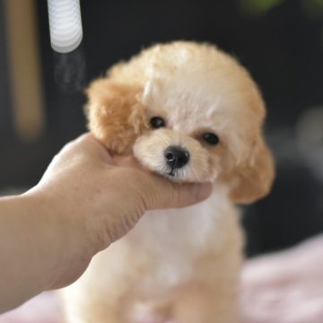 トイプードル(タイニー)【茨城県・男の子・2025年4月24日・アプリコット】の写真「PayPay使えます　」